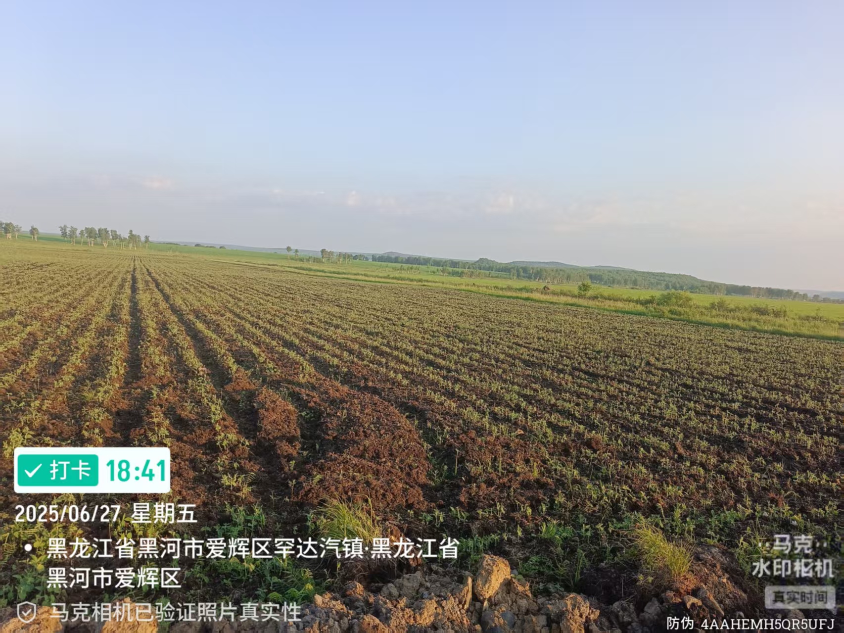 泣血控诉: 黑河王铁兴疯狂吞噬湿地,肆意纵火烧财, 公权力“躺平”竟让百姓求告无门(图4) 泣血控诉: 黑河王铁兴疯狂吞噬湿地,肆意纵火烧财, 公权力“躺平”竟让百姓求告无门(图4)